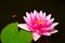 Fish and pink lotus flower and leaves in the pond