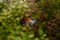 Fish Platy in exotic tropical aquarium