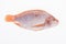 Fish, Platy mojarra, Nilotic tilapia, Chitralada tilapia on white background