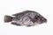 Fish, Platy mojarra, Nilotic tilapia, Chitralada tilapia on white background