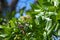 Fish poison tree - Barringtonia asiatica