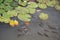 Fish in pond and lotus green leaves on water