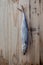 Fish preservation by drying . Sardine and barracuda salted hanging on old wooden background .