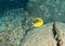 Fish Racoon butterflyfish