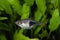 Fish rasbora heteromorph swimming in freshwater exotic aquarium