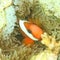 Fish - Red and black anemonefish
