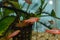 Fish red cherry barb juvenile swimming in freshwater tropical aquarium