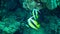 Fish of the Red Sea. Red Sea Bannerfish Heniochus intermedius