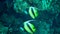 Fish of the Red Sea. Red Sea Bannerfish Heniochus intermedius, Fish swim over a coral reef