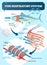 Fish respiratory system diagram vector illustration. Labeled anatomical scheme with gill arch, operculum, blood vessels and heart.