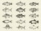 Fish river and marine vintage set. Vector hand drawings