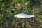 fish roach lying on the grass caught by fisherman