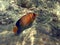 Fish : Royal Angelfish