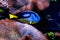 Fish Royal Blue Surgeon - Paracanthurus hepatus