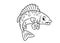 Fish ruff coloring pages