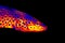 Fish salmon in scientific high-tech thermal imager