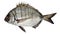 Fish sargo, white seabream isolated on white background Diplodus sargus
