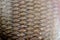 The fish scale close up. Real Ide Fish Scales Background