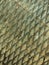 Fish scale texture