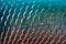 Fish scale texture for background, Colorful concept