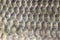 Fish scales, crucian carp background, cartilaginous fish, macro, close-up
