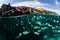 Fish School Below a Pier in Raja Ampat