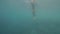 Fish school in blue sea water. Young woman in swimwear swimming in sea among tropical fish underwater view. Slim woman