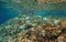 Fish seabreams in shallow water Mediterranean sea