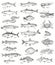 Fish and seafood hand drawn graphic illustration