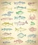 Fish and seafood hand drawn graphic illustration set