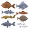 Fish set. Collection of the aquatic fauna