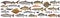 Fish set isolated. Collection fresh raw fish. Sea and freshwater fish