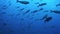 Fish shoal on a blue background of water in ocean on Galapagos.