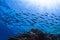 Fish shoal swimming over beautiful coral reef