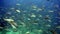 Fish shoal underwater lagoon of ocean on Galapagos.