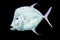 Fish Silver Moonfish,Lookdowns-Selene vomer