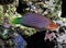 Fish six line wrasse - pseudocheilinus hexataenia