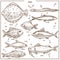 Fish sketch species with names vector isolated fishing icons set