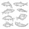Fish sketches of salmon, carp, tuna and sheatfish