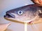 Fish on slaughterer table. Worker cleaning and filleting fresh sea cod fish