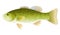 Fish Smallmouth Bass