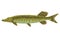 Fish sorts or types. Freshwater fish. Hand-drawn color illustration of inland fish. Commercial fish specie