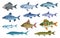 Fish sorts and types. Various freshwater fish. Hand-drawn color illustrations of sea and inland fish. Commercial fish