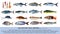 Fish species saltwater classification isolated