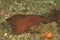 Fish - Spiny waspfish