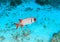 Fish - Splendid soldierfish