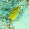 Fish - Spot-banded butterflyfish