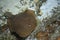 fish stingray blurred under water, Leopard whipray (Himantura leoparda) in the pool