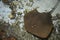 fish stingray blurred under water, Leopard whipray (Himantura leoparda) in the pool