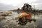 fish stranded on the shore after the tsunami recedes